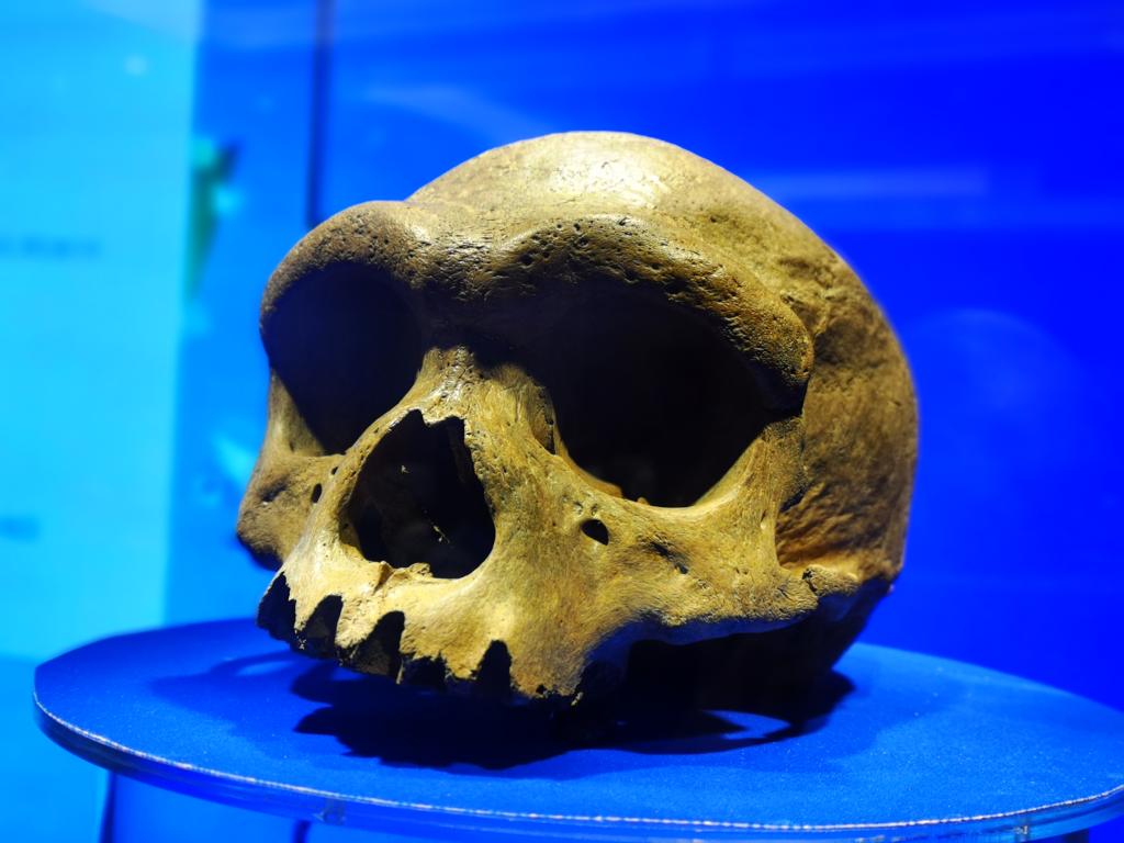 哈尔滨发现的中更新世古人类化石正式命名为“龙人”Homo longi 可能是智人最近的亲戚