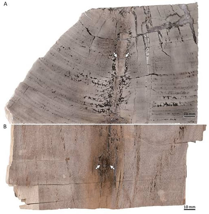新疆三塘湖盆地中侏罗世原始叶枝杉型木属研究新进展