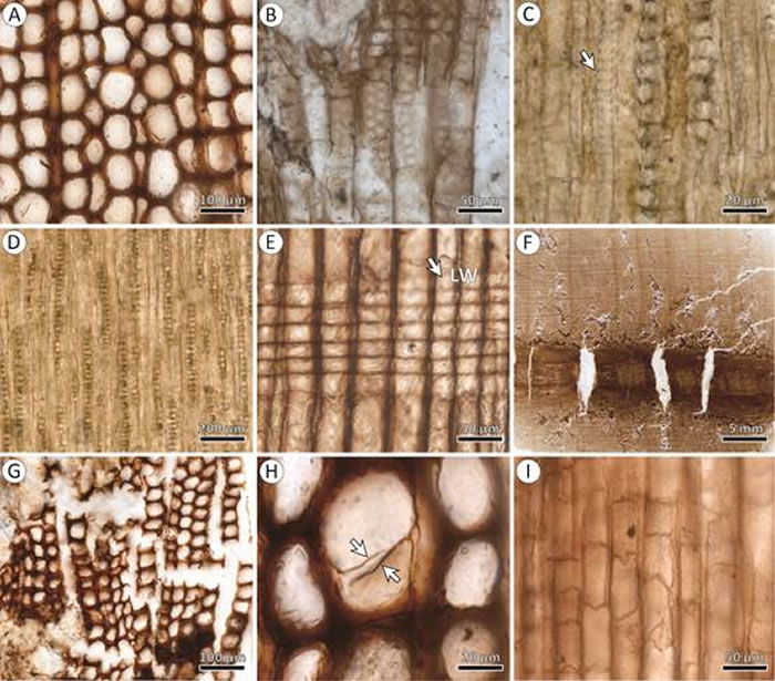 新疆三塘湖盆地中侏罗世原始叶枝杉型木属研究新进展