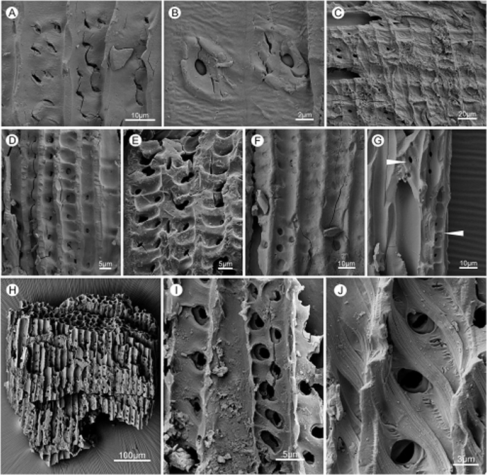 ����������߲�ͬ���ʽṹ��̿м��ʯɨ��羵ͼ��