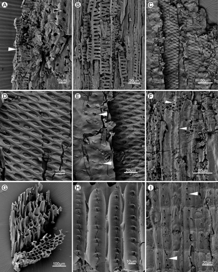 ���幵����߲�ͬ���ʽṹ��̿м��ʯɨ��羵ͼ��