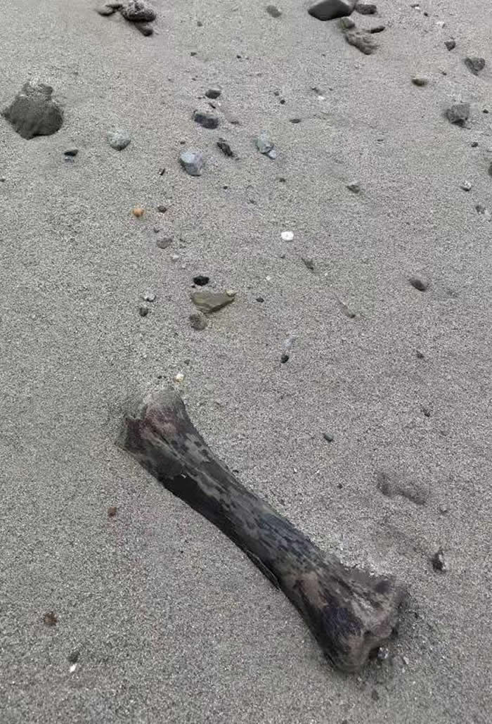 哈尔滨松花江边的哺乳动物化石