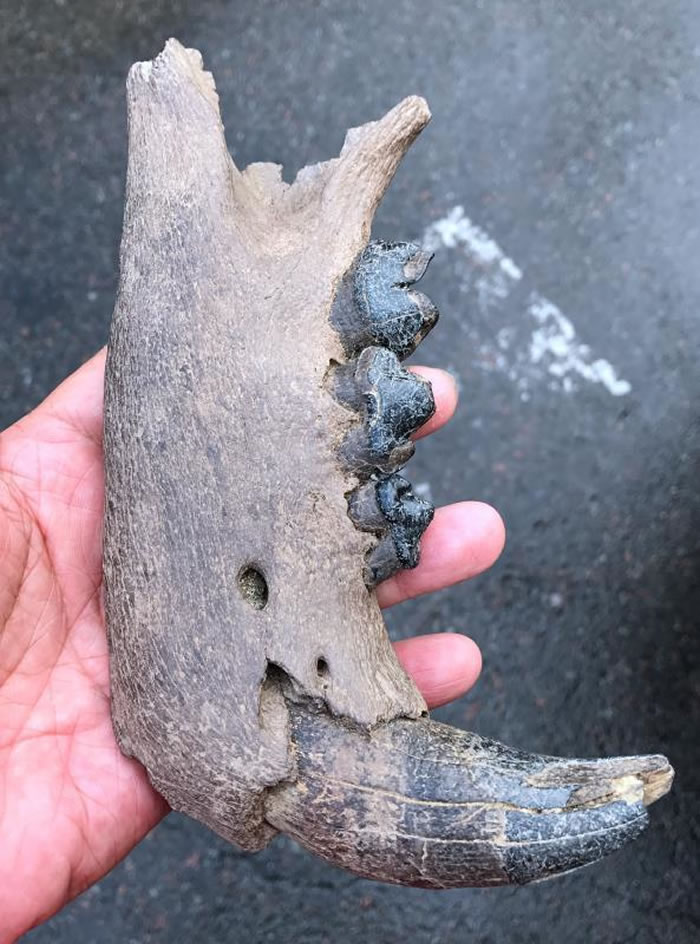 在哈尔滨江段发现的大型猫科动物化石