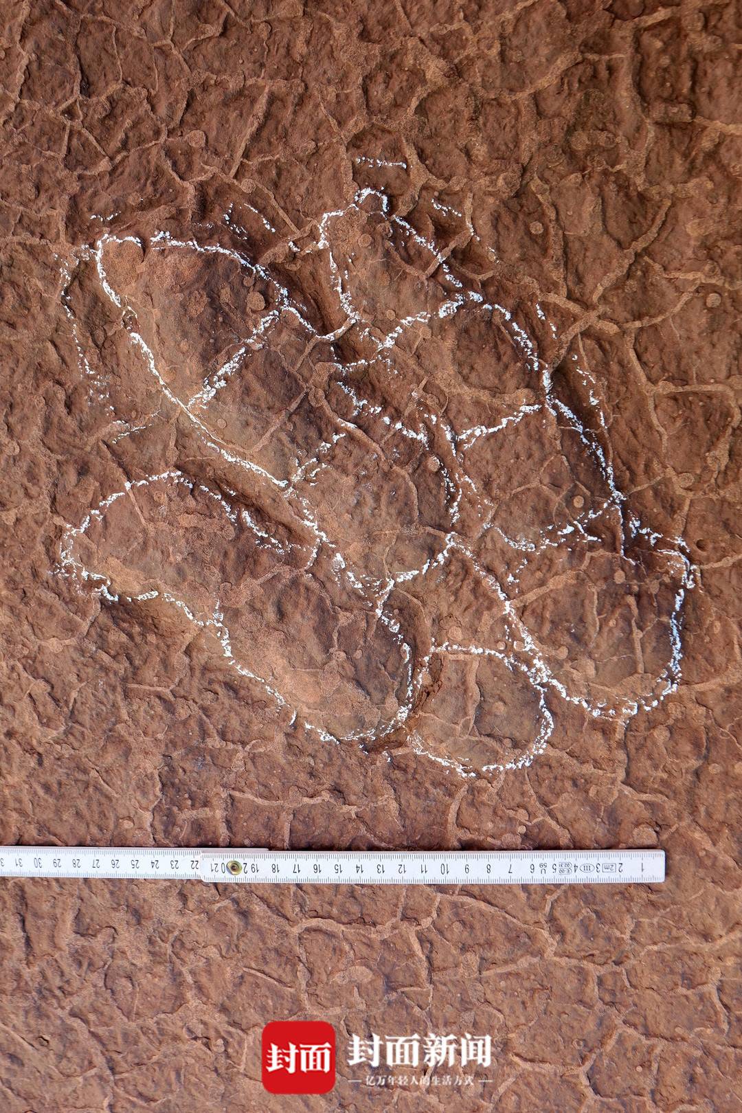 四川省泸州市古蔺县黄荆镇发现一批保存良好的白垩纪恐龙足迹化石