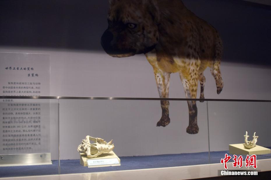 ͼΪ�ò����չ����������֮���еġ������������๷��ʯ���๷����