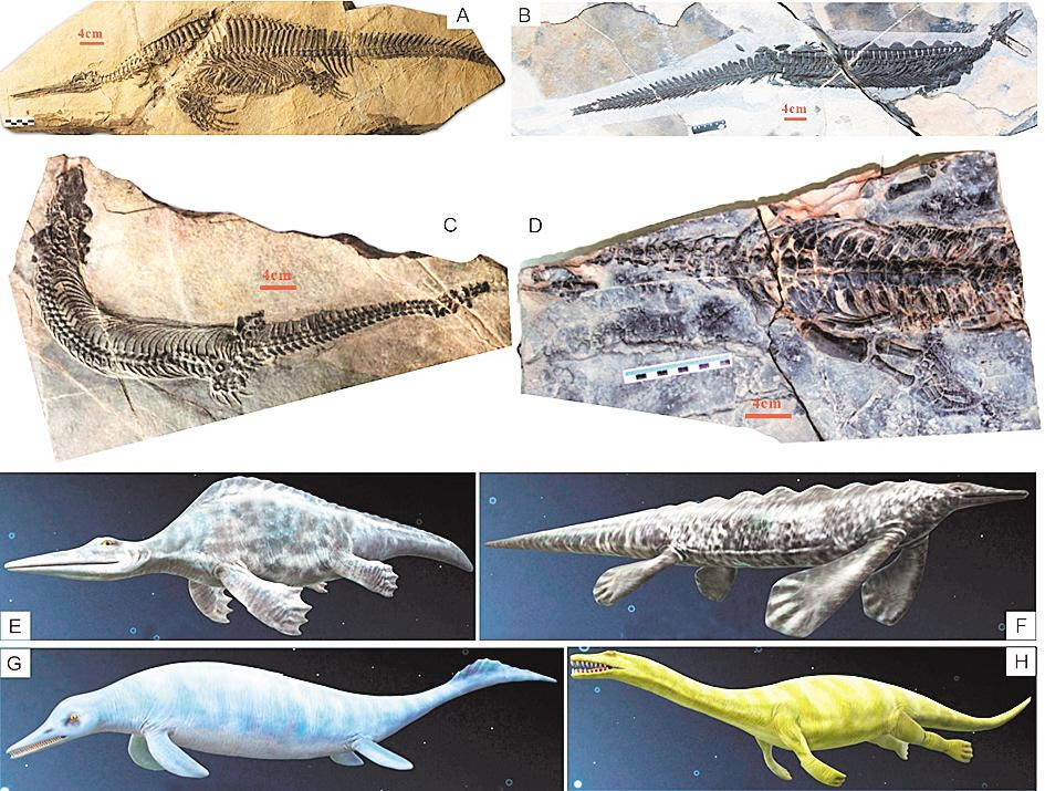 ���Ǵ巢�ֵĲ�ͬ�������ж��ﻯʯ����ԭͼ�� ��ͨѶԱ ���� �㣩