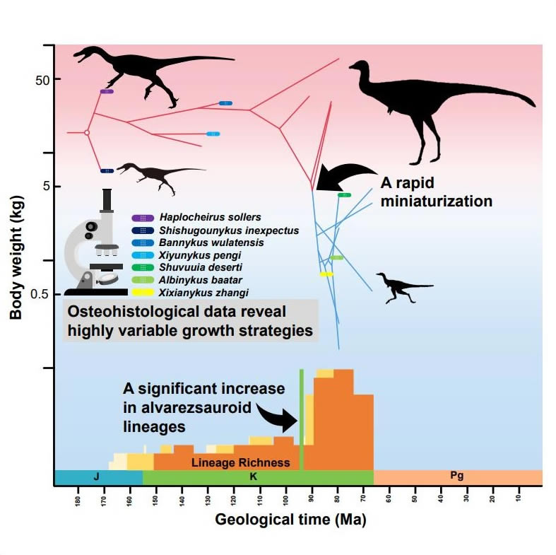 ��������˹�������֯ѧ�����غ���ݻ��Ͷ����Ա仯���ƣ����Ӵ���ͼ��