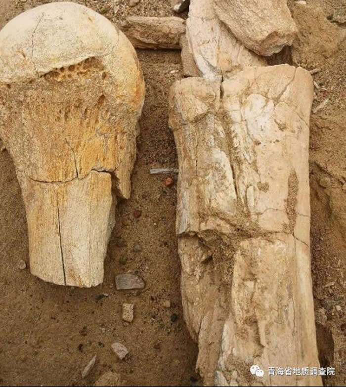 �����ȹǻ�ʯ