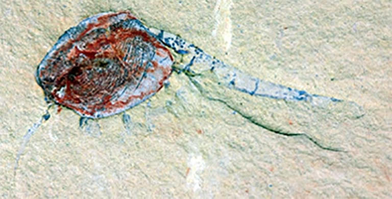 中国新发现的古生物托儿所提供了5.18亿年前生命的罕见信息