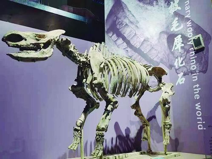 ��ëϬ��ʯ����������