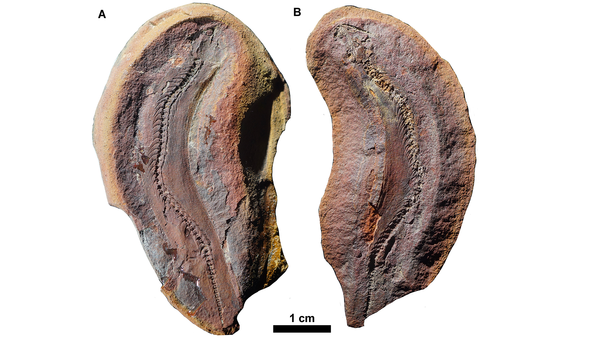 美国伊利诺伊州发现“微型恐龙”：3.08亿年前新物种蜥蜴类化石Joermungandr bolti