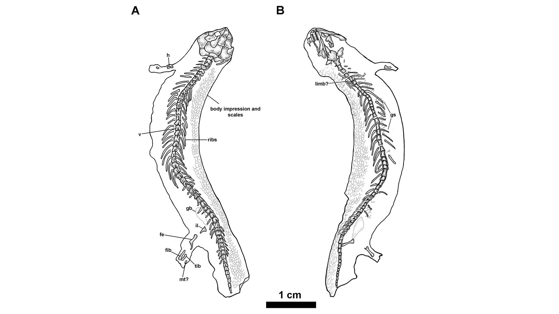 ��������ŵ���ݷ��֡�΢�Ϳ�������3.08����ǰ�����������໯ʯJoermungandr bolti