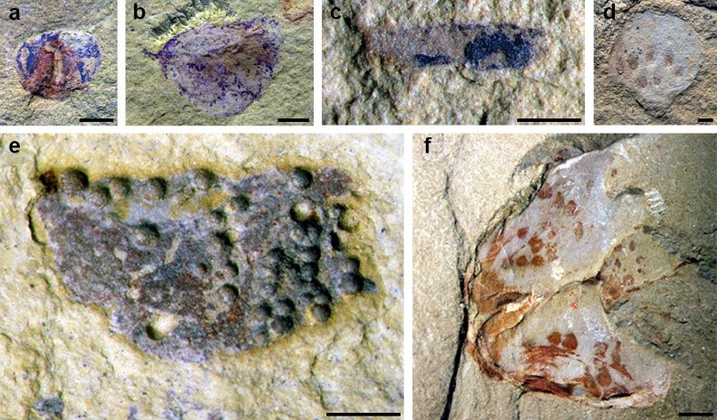 产自海晏新剖面的各类动物卵化石。