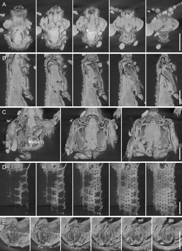 ������ѧ�۴ԡ�������������з���1����ǰ�׳桰ľ������������