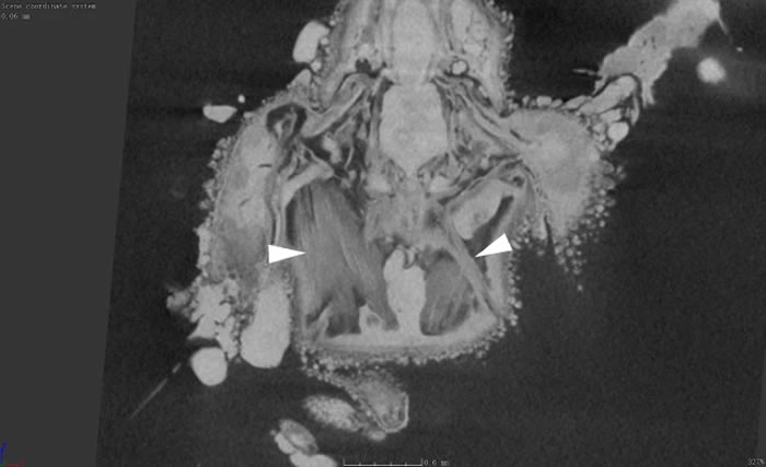 ������ѧ�۴ԡ�������������з���1����ǰ�׳桰ľ������������