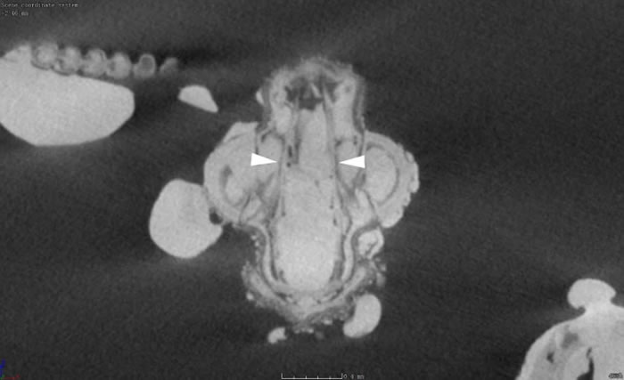 ������ѧ�۴ԡ�������������з���1����ǰ�׳桰ľ������������