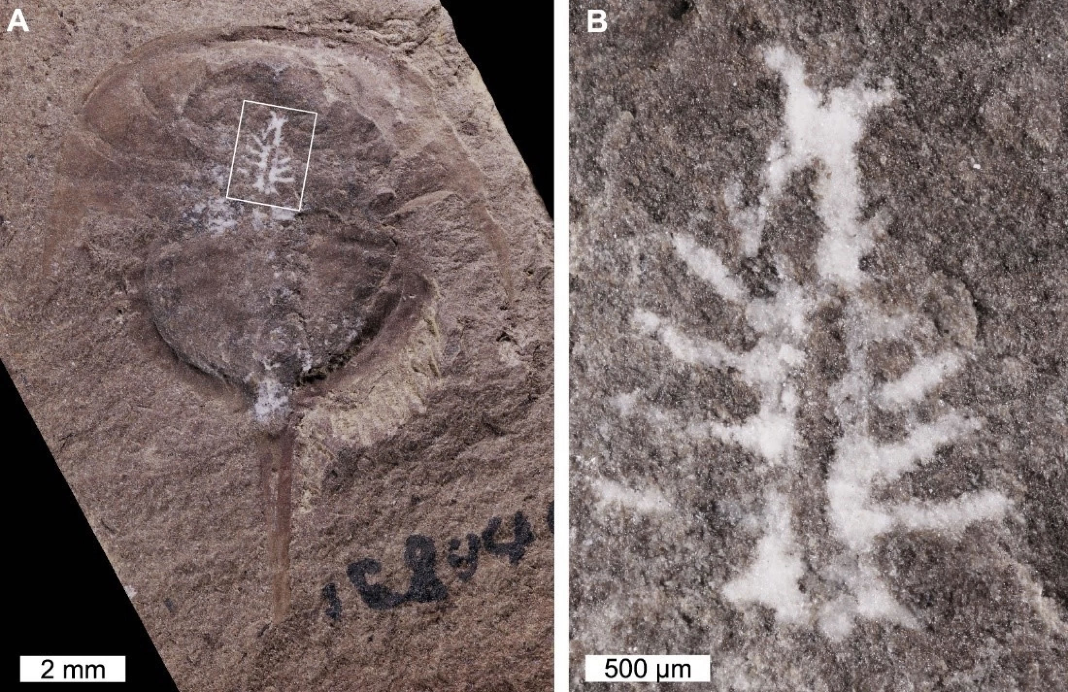 琥珀中发现3.1亿年前马蹄蟹的大脑