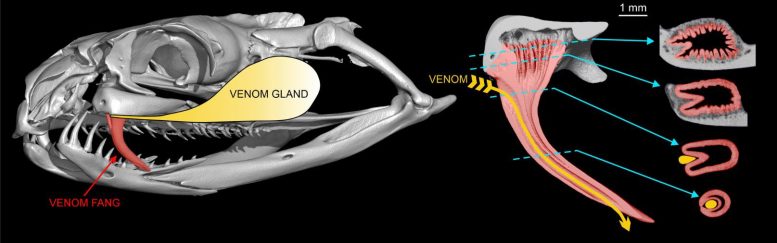 ������������ν��������ǵĶ�����