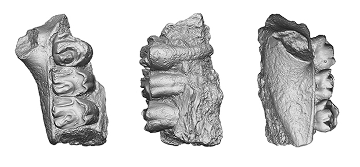 粗壮豫鼠上颌骨化石的CT三维重建图（巩皓供图）