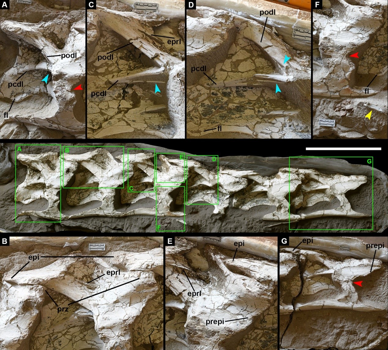 �й�˿·������Silutitan sinensis gen. et sp. nov.�����ͱ걾