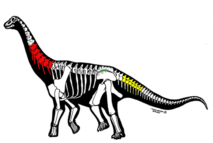 三件恐龙化石骨骼保存示意图（Maurilio Oliveira绘）。红色（颈椎）：中国丝路巨龙；黄色（尾椎）：新疆哈密巨龙；绿色（荐椎）：未命名化石