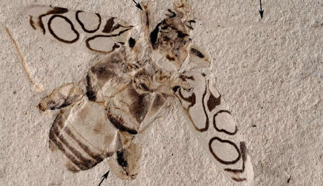 博物馆展出多年的化石原来是蛙腿甲虫新物种