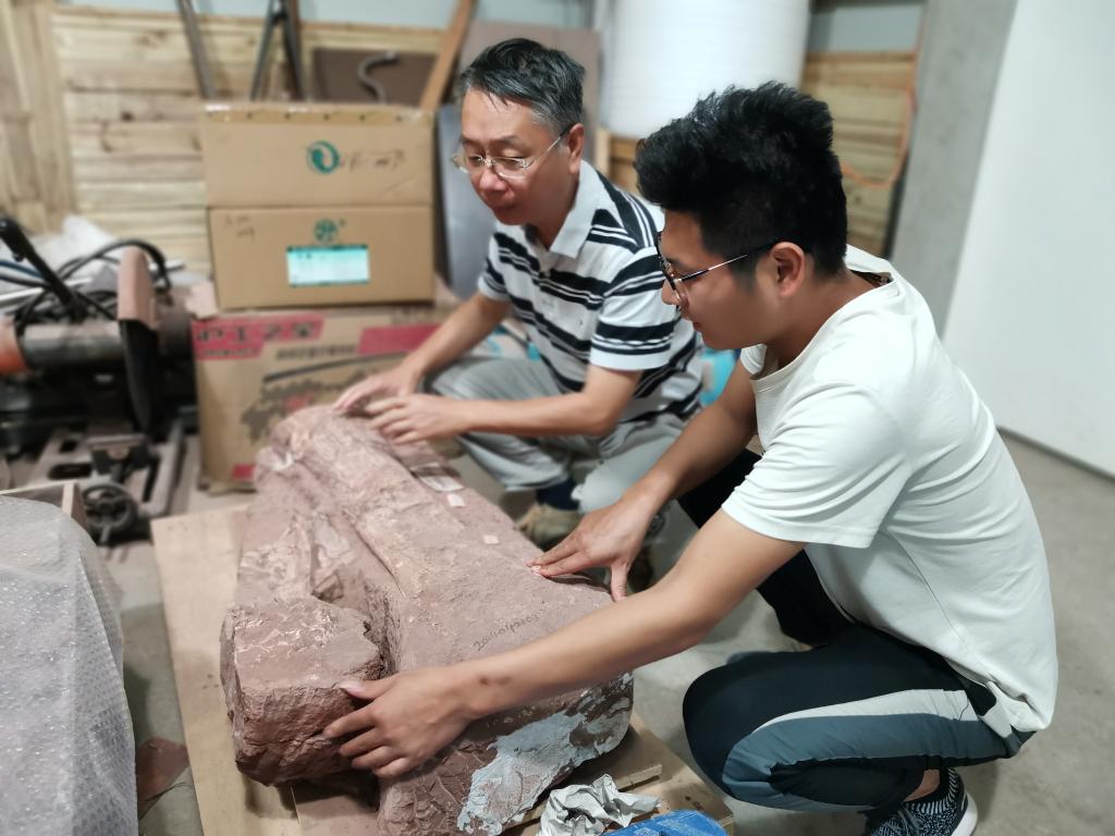 金幸生（左）和刘安浩正在商量修复化石的思路。新华社记者 冯源 摄