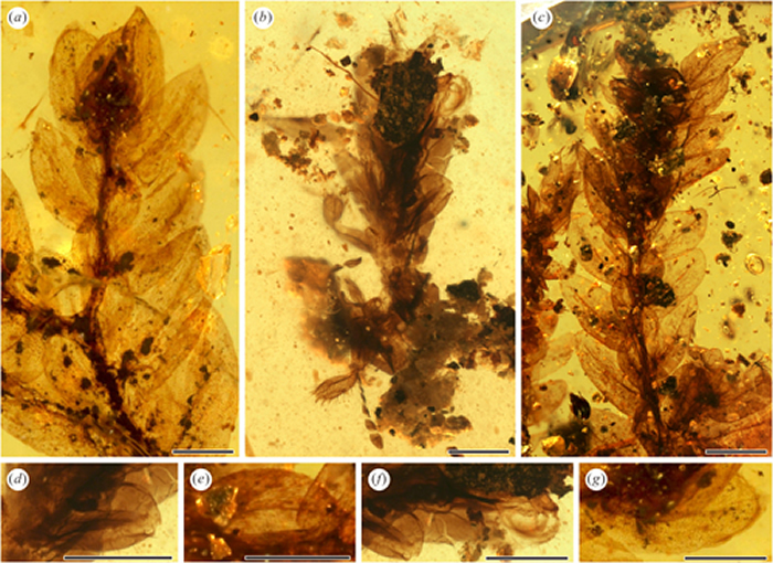 ��Ҷ������b������ͼ��d�������Ƚ����ֽڣ�f�������Ƚڣ��������ֲ�a��c������ͼ��e��СҶ��g��ҶƬ��