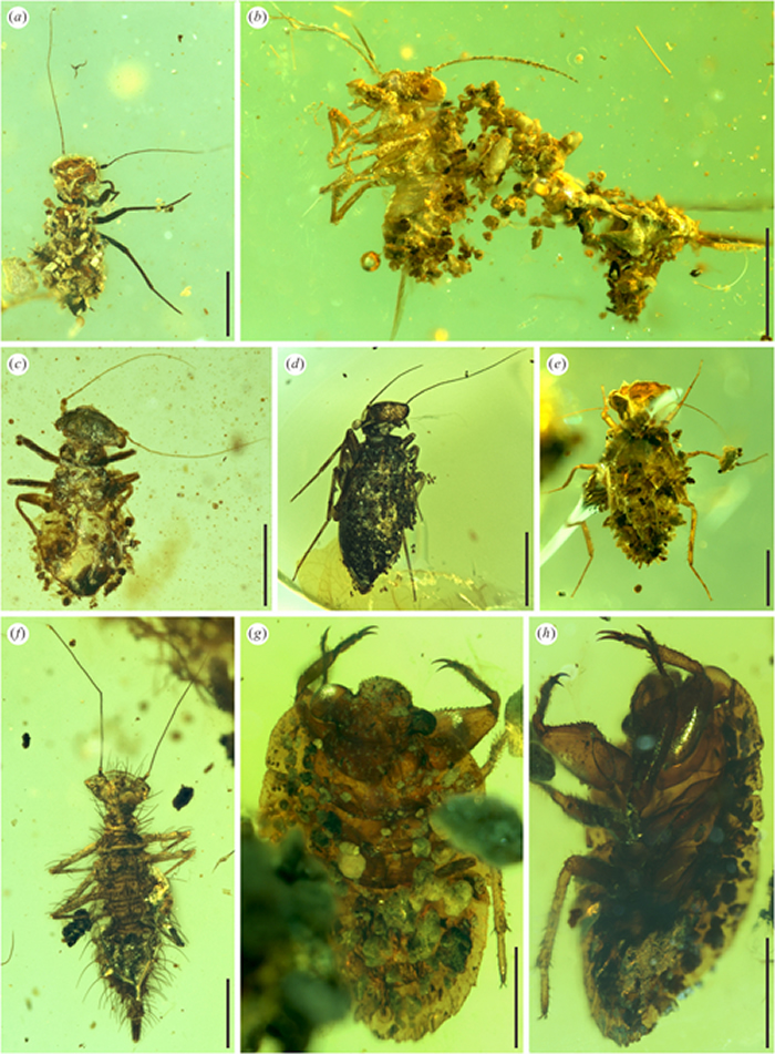 覆物伪装行为的啮虫目（a-f）与半翅目蟾蝽科（g，h）昆虫