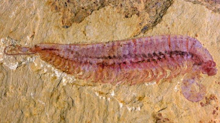 《五亿年前奇特的“麒麟虾”》入选中国科学院优秀科普微视频