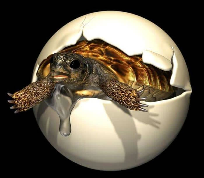 河南野外考察意外发现的蛋化石是白垩纪晚期南阳豫龟所产