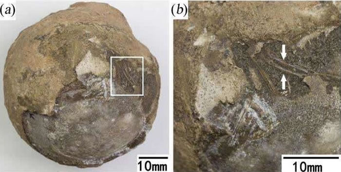 河南野外考察意外发现的蛋化石是白垩纪晚期南阳豫龟所产