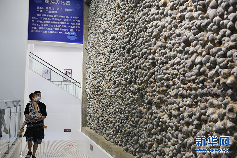 广西特色古生物化石鸮头贝化石墙