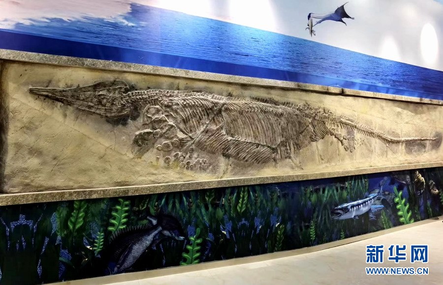 2.5亿年前的海洋霸主——鱼龙化石
