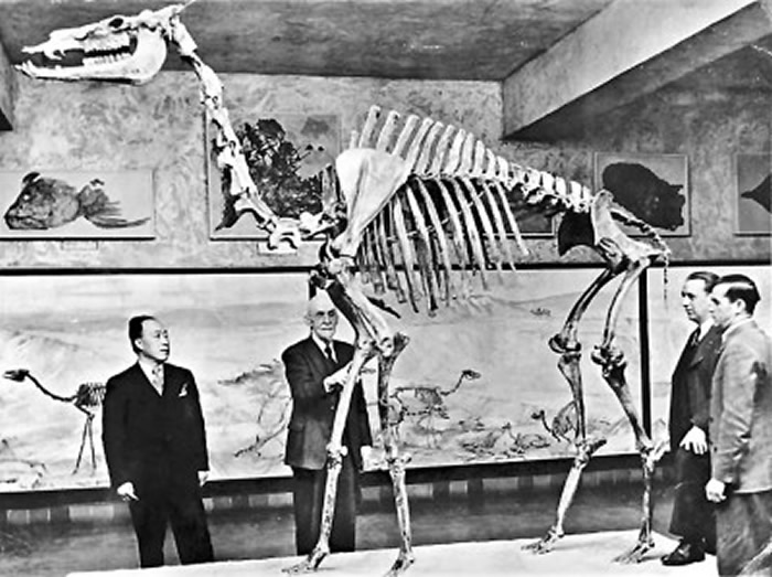 杨钟健与巴伯、舒尔茨在内布拉斯加大学博物馆参观（1944年）。资料图片
