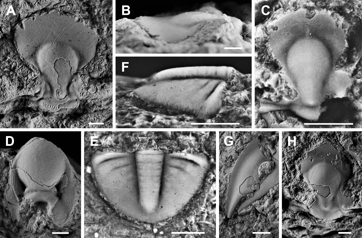 ����Mioptychopyge chengkouensis sp. nov.��ͼA-G��