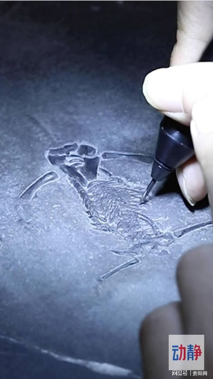 贵州省地质博物馆化石修复师如何“唤醒”亿年前的生命？