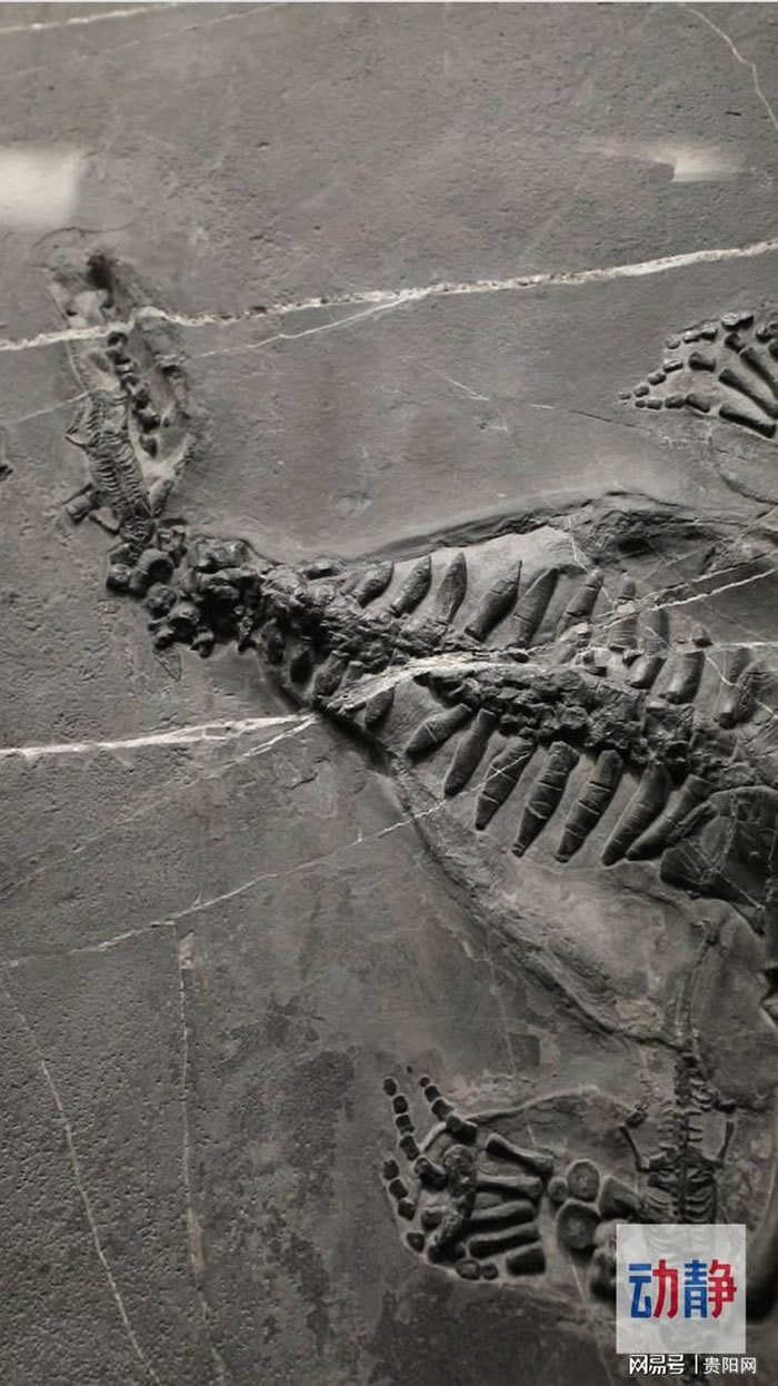 贵州省地质博物馆化石修复师如何“唤醒”亿年前的生命？