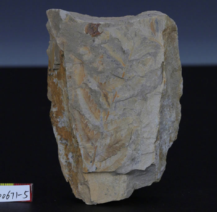 ����������������ݾ�����ɽ�����ֵĹ����ﻯʯ