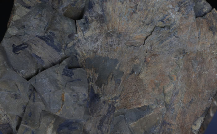 ����������������ݾ�����ɽ�����ֵĹ����ﻯʯ