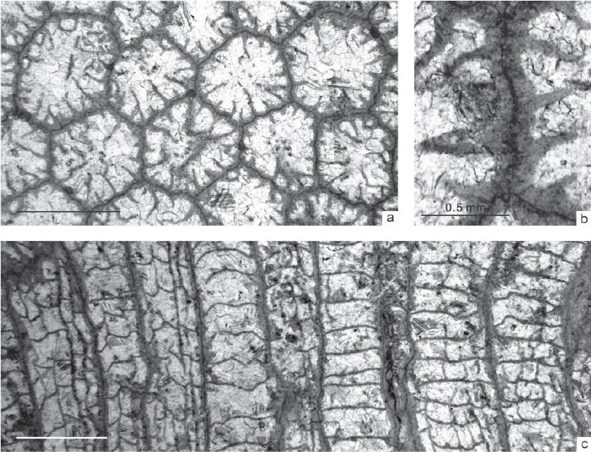 澳大利亚东部晚奥陶世凯迪中期代表性的珊瑚分子 (除特别标注,图中比例尺均代表2mm)