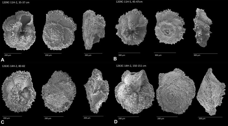 贝壳化石帮助地质学家重建古新世-始新世极热事件（PETM）期间的地球