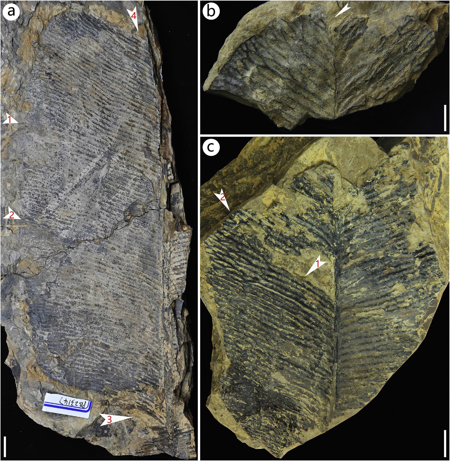 发现自四川广元地区的大网羽叶(Anthrophyopsis crassinervis)新标本,显示叶缘不同程度的缺刻