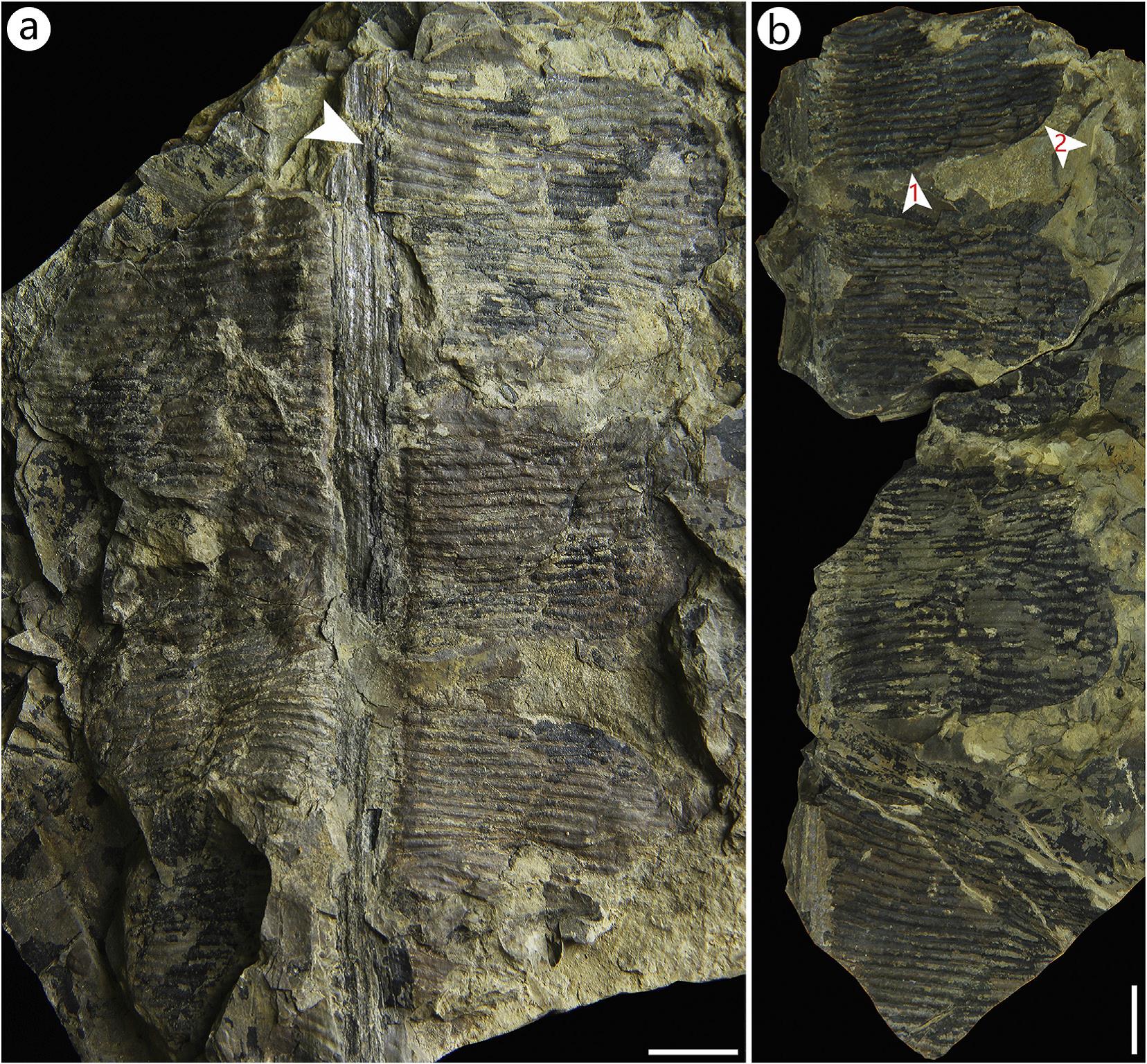 发现自四川广元地区的大网羽叶新标本,显示粗壮的中脉和结网的深裂叶缘形态