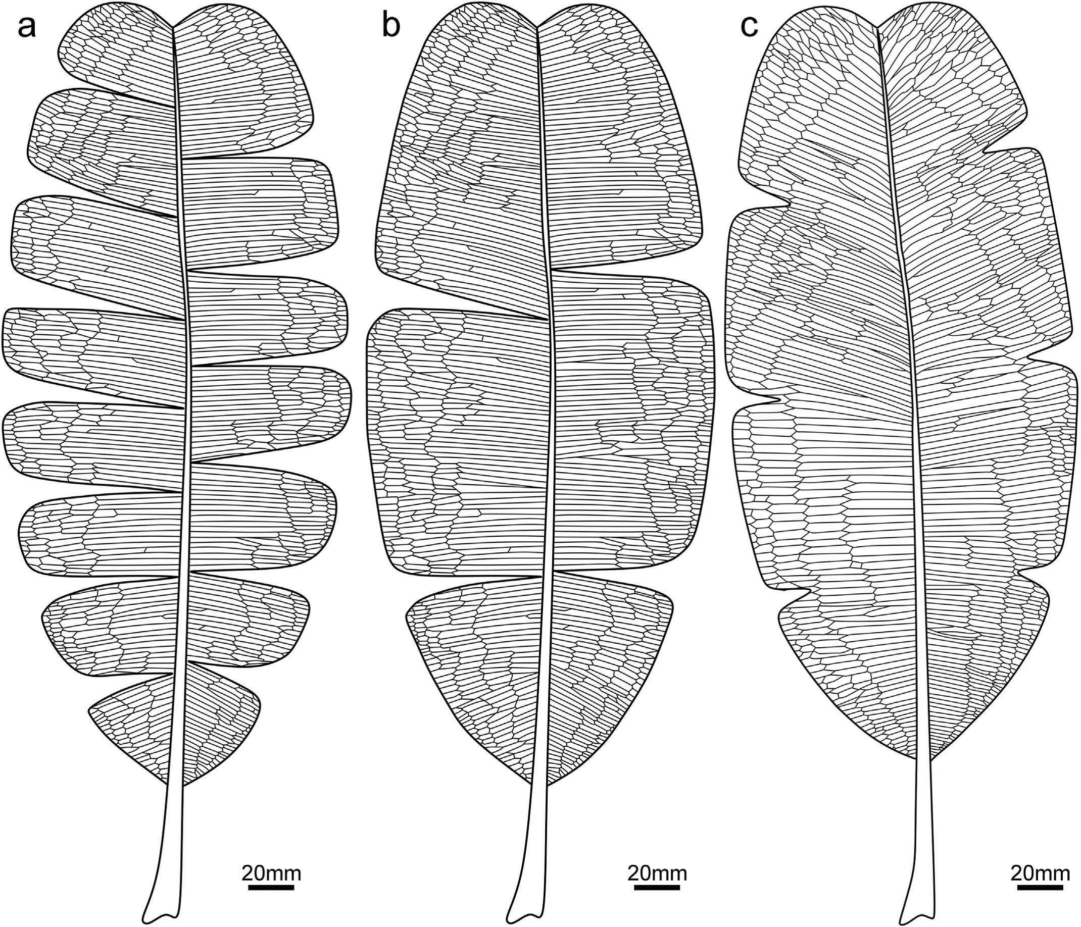 粗买大网羽叶的形态复原图,显示叶缘网脉及具有不同程度的缺刻