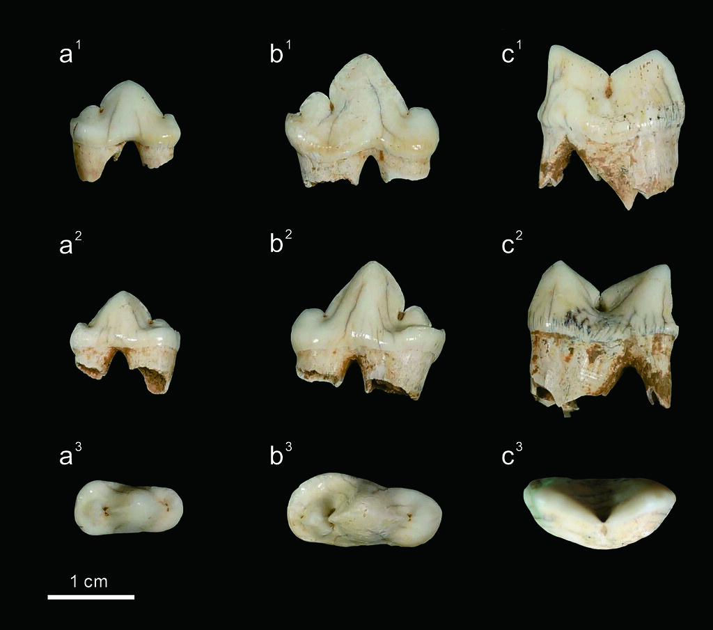 �Ѷ��������žʳݻ�ʯ��Ƭ��ͼƬ��Դ���Ʋ���