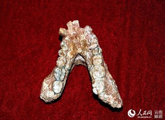元谋古猿化石地点出土的古猿下颌骨化石。元谋县委宣传部供图