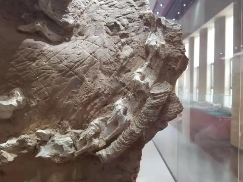 《古脊椎动物学报》:临夏盆地晚中新世鸵鸟化石的特异保存