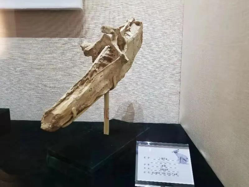 《古脊椎动物学报》:临夏盆地晚中新世鸵鸟化石的特异保存