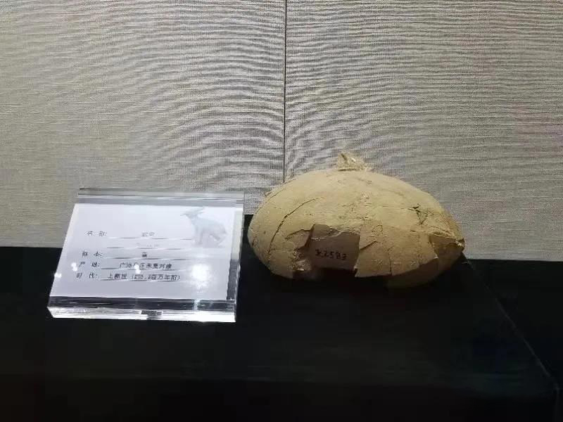 《古脊椎动物学报》:临夏盆地晚中新世鸵鸟化石的特异保存